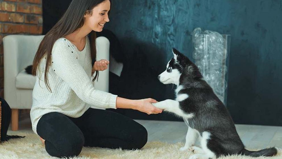 La importancia de los perros en nuestras vidas