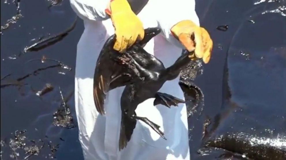 El derrame ya está afectando a la fauna y la flora de la zona en que se produjo el vertido de crudo
