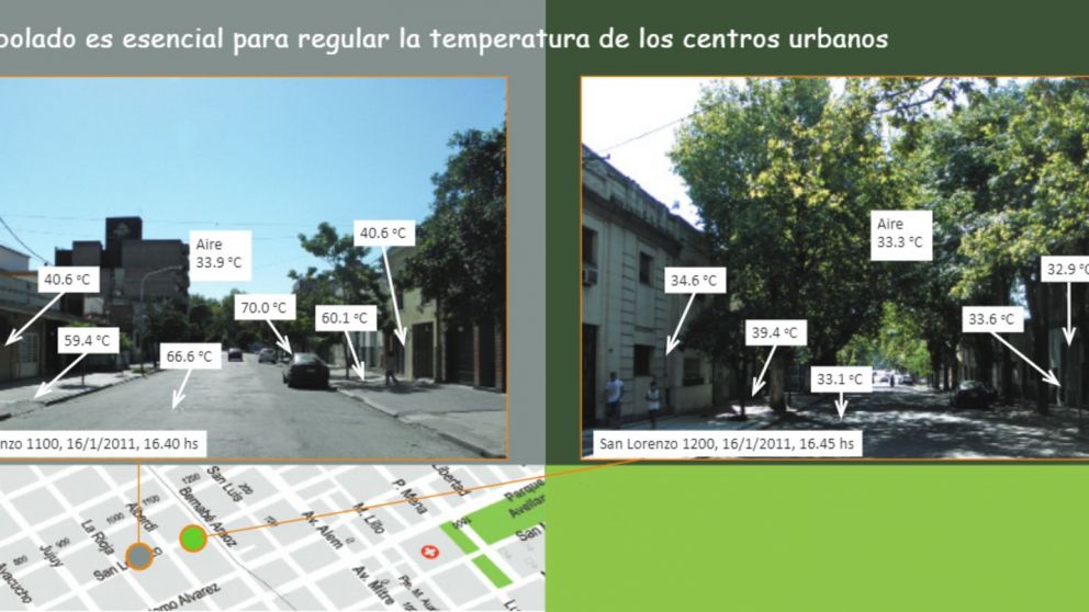 Imagen realizada por la Guía del Arbolado de Tucumán en una revista publicada en 2011.