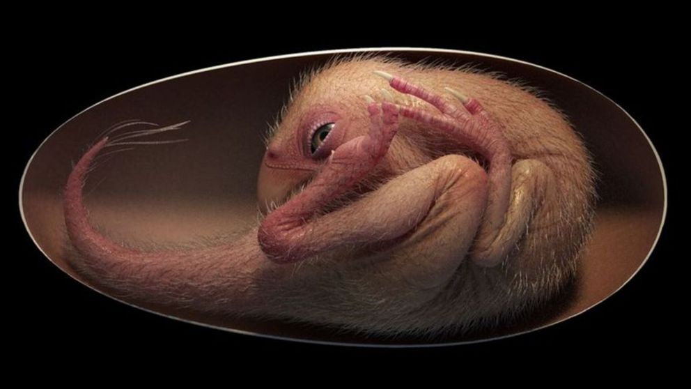 Embrión de un dinosaurio hallado en China