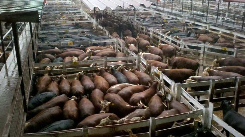 En la última semana, ingresaron 27.500 cabezas