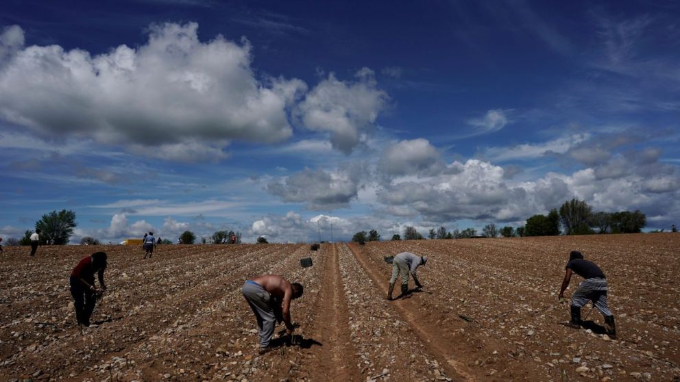 Prometían pagar de 10 a 12 dólares por hora y sólo les pagaban 10 centavos de dólar por cubo cargado