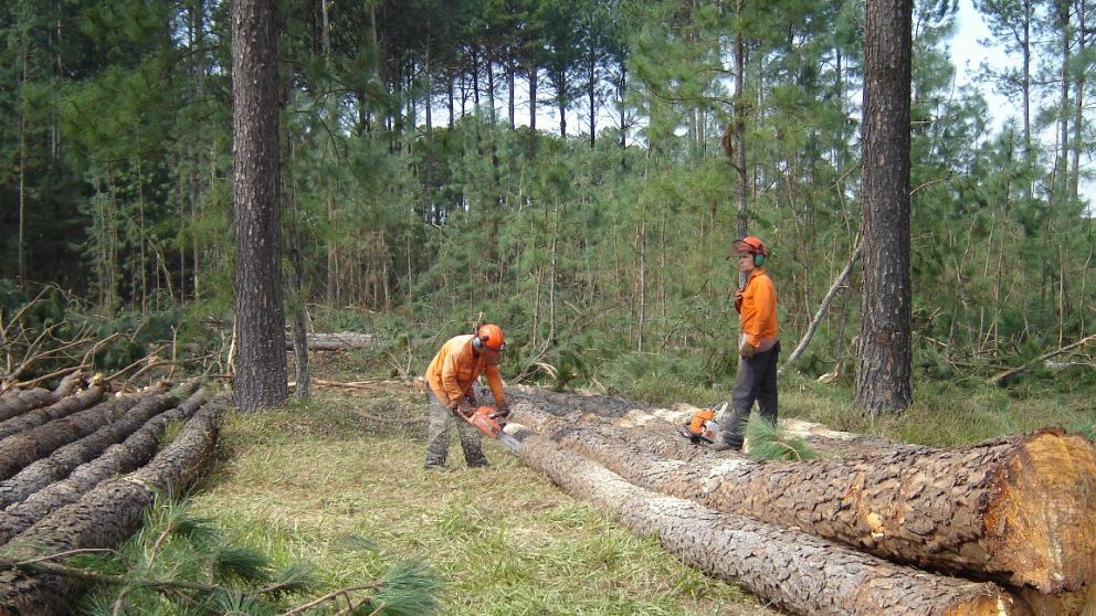 En Argentina existen 1,3 millones de hect�reas de bosques implantados