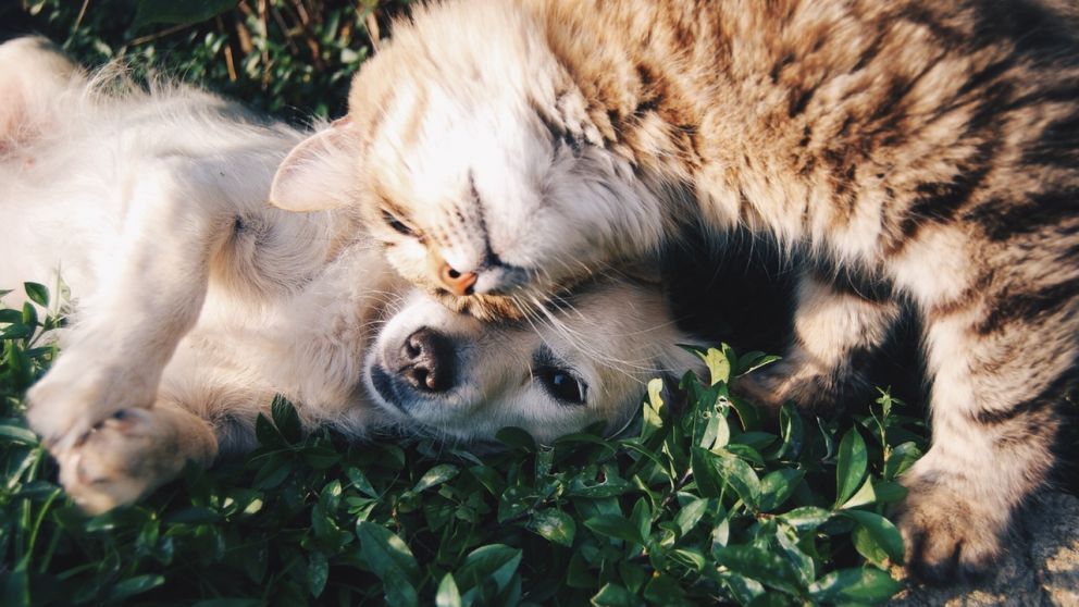 A partir del 1 de enero de 2024, estará prohibida la venta de perros y gatos en tiendas