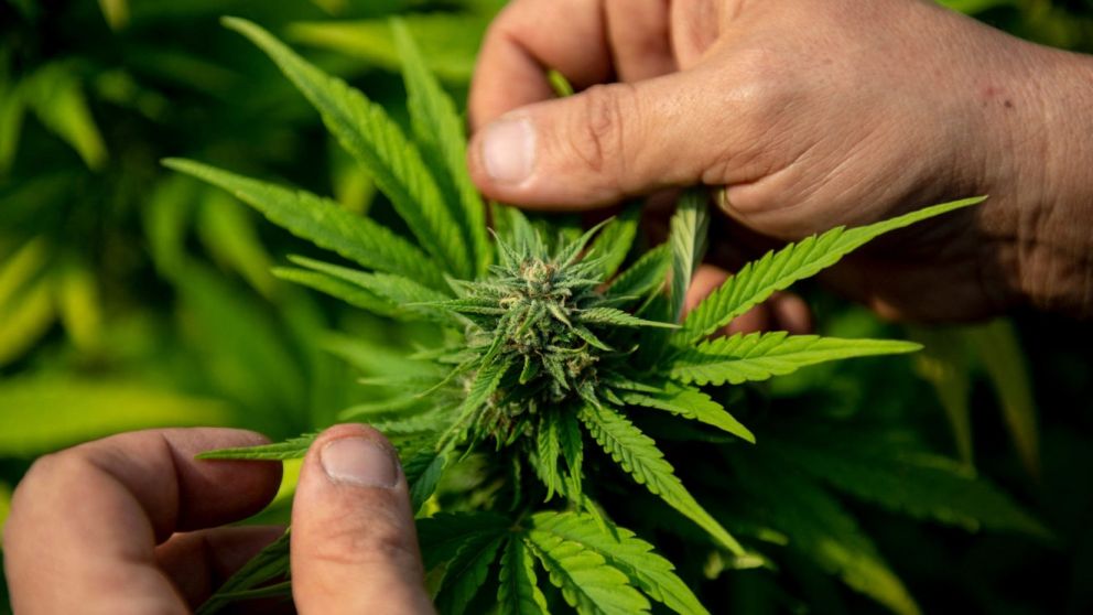El cannabis podría ingresarle unos 5.000 millones de euros a Alemania
