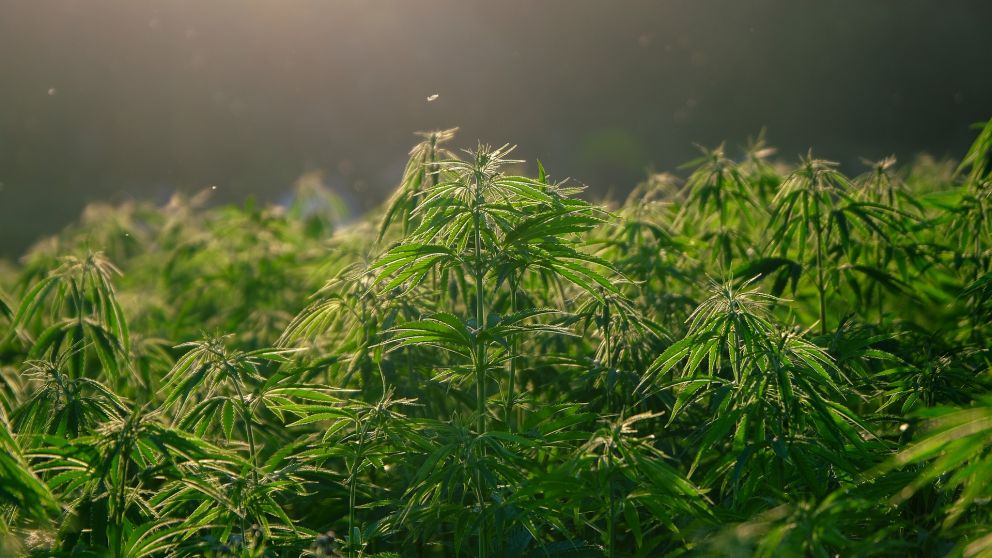 La industria del cannabis en Argentina