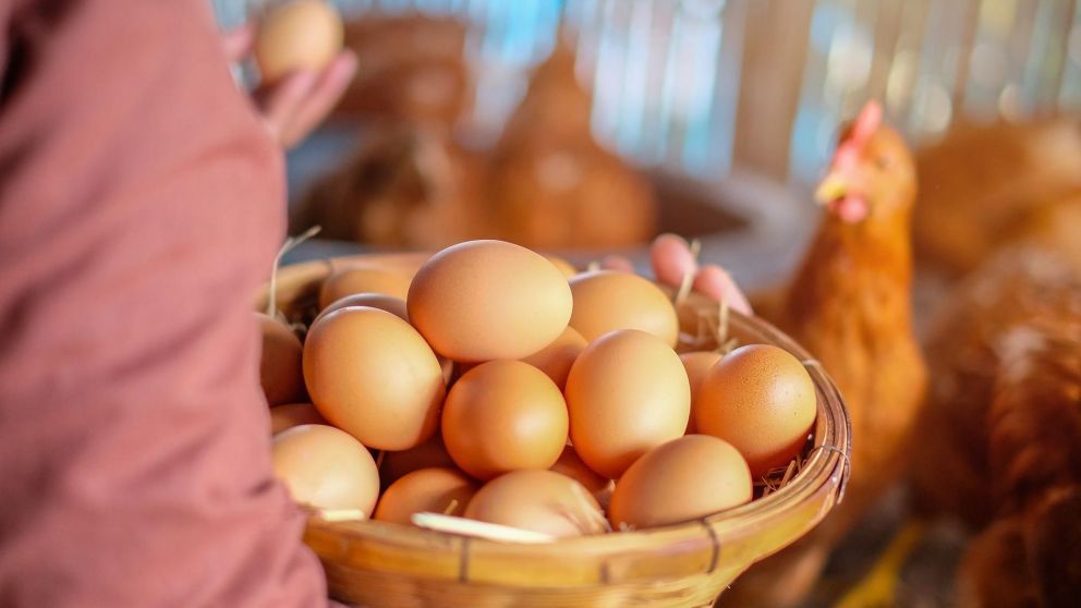 Buscan promover la ley de etiquetado con información básica sobre el origen de los huevos en la Argentina
