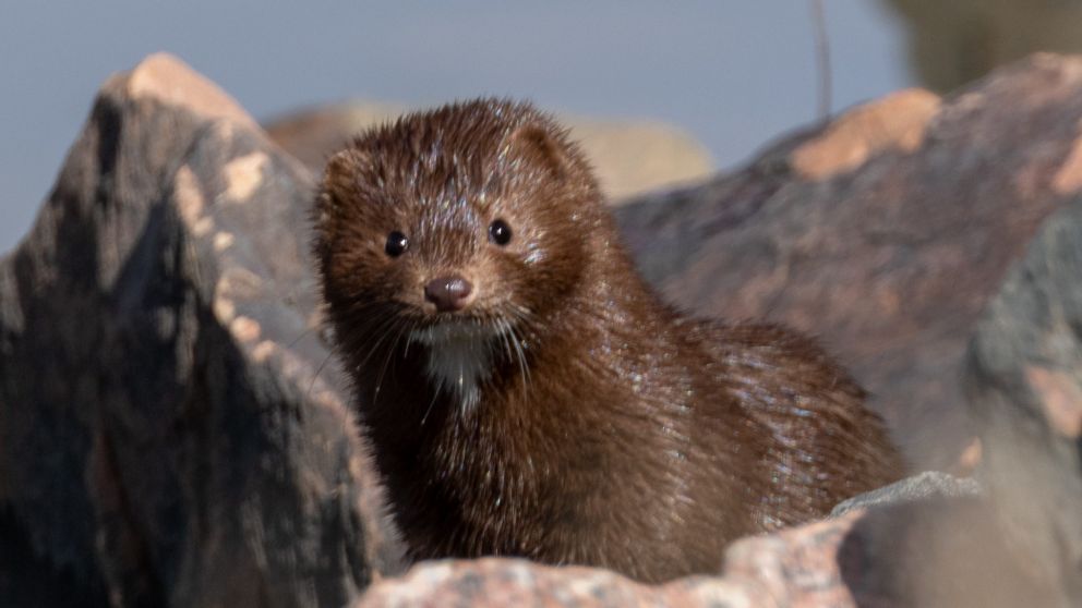 Las cepas del coronavirus que mutan en los visones pueden reducir la efectividad de las vacunas