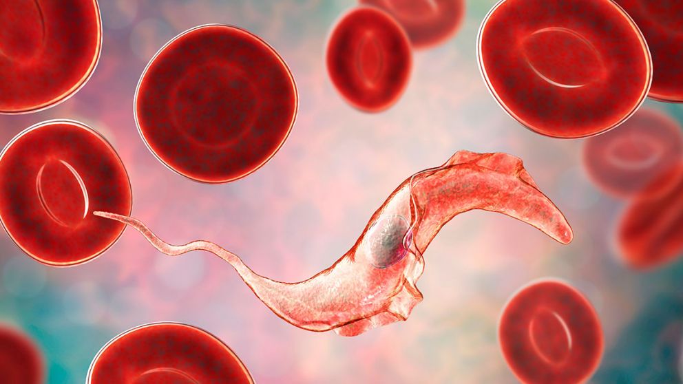 Trypanosoma cruzi, el parásito causante de la enfermedad del Chagas