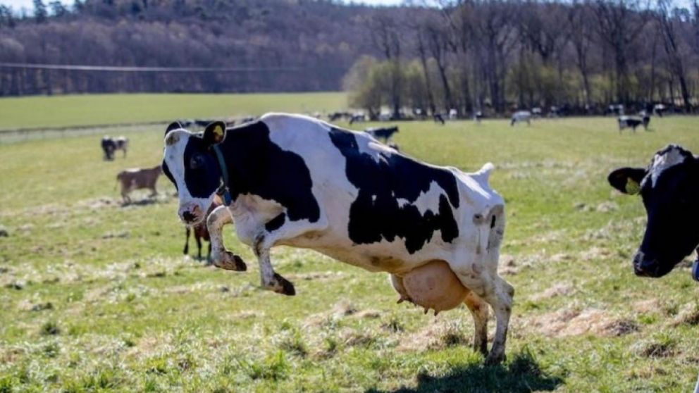 El algunas partes del mundo la vaca vale más por su caca que por su leche