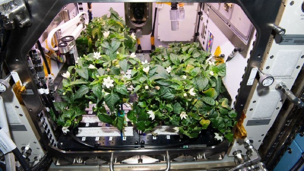 Tripulantes de la SpaceX Crew-3 celebraron la noticia con una fiesta de tacos