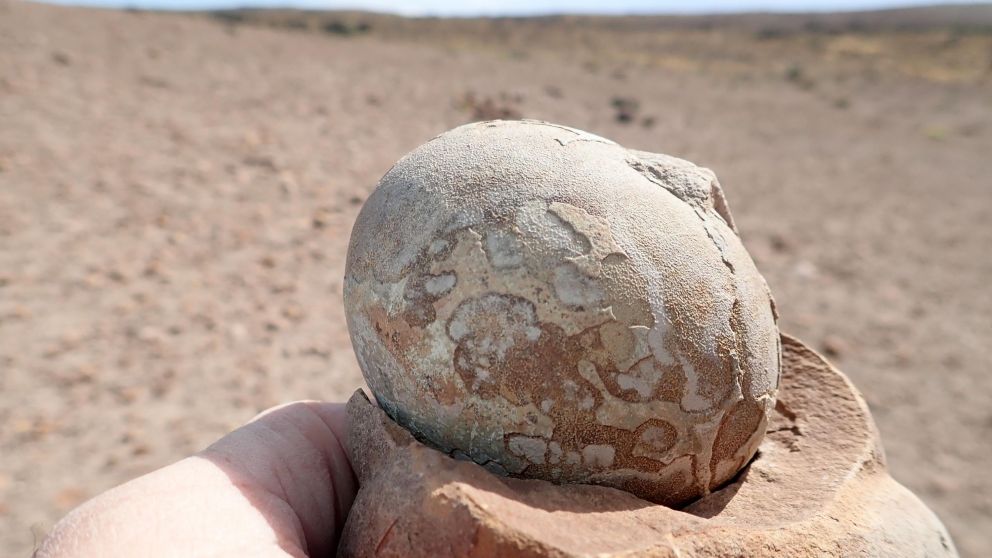 Encontraron en Laguna Colorada huevos de dinosaurio de m�s de 192 millones de a�os