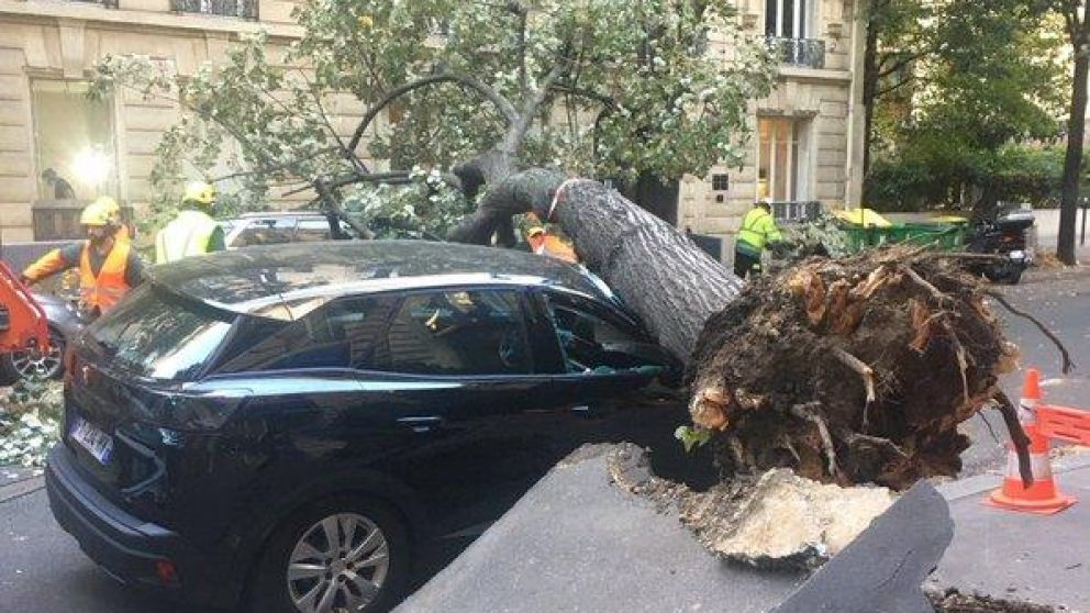 Los fuertes vientos provocaron la ca�da de �rboles y la voladura de techos en distintas zonas