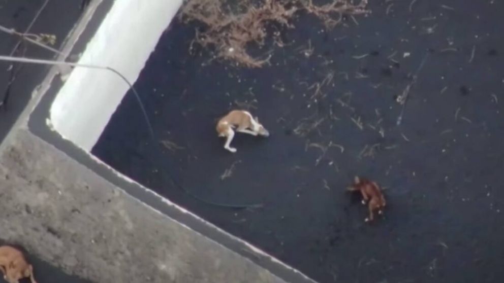 El volcán de La Palma en España atrapó a los perros