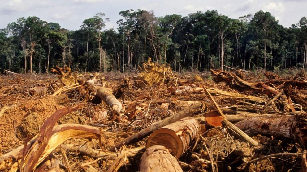 La Amazonia perdió en 36 años una superficie igual a la de Chile