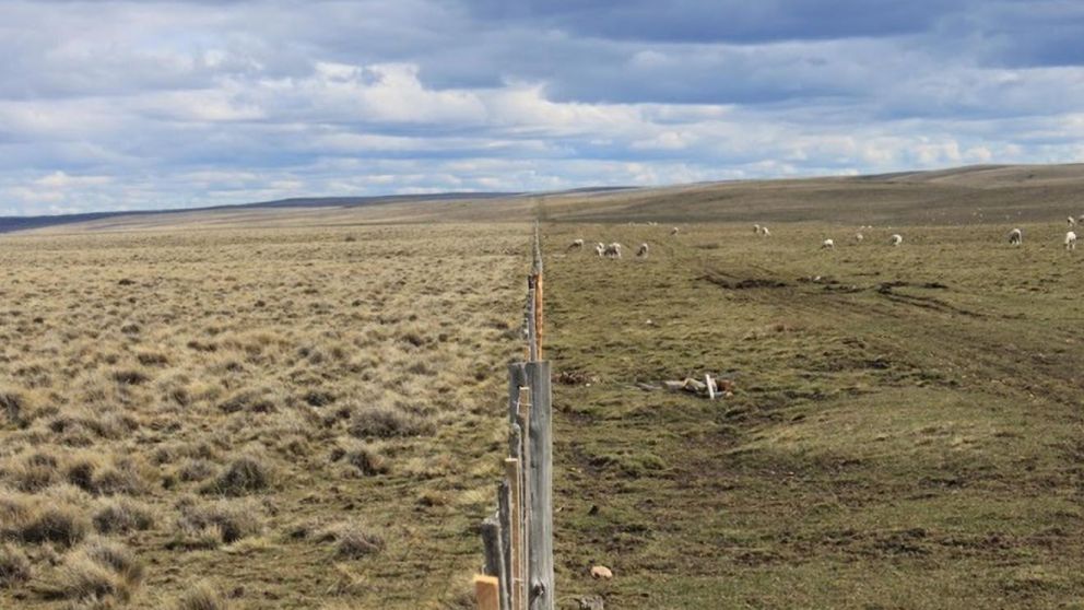 La ganaderia regenerativa se presenta como una alternativa para disminuir el impacto en el ambiente