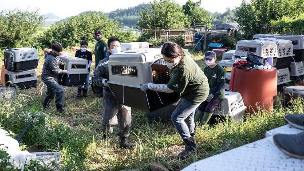 En Corea del Sur siguen operando las llamadas granjas de perros, donde algunas razas son criadas específicamente para el consumo humano.