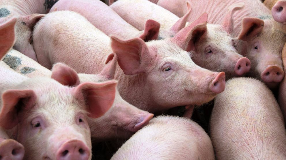 Misterio sobre un brote de salmonella en Canadá y Estados Unidos