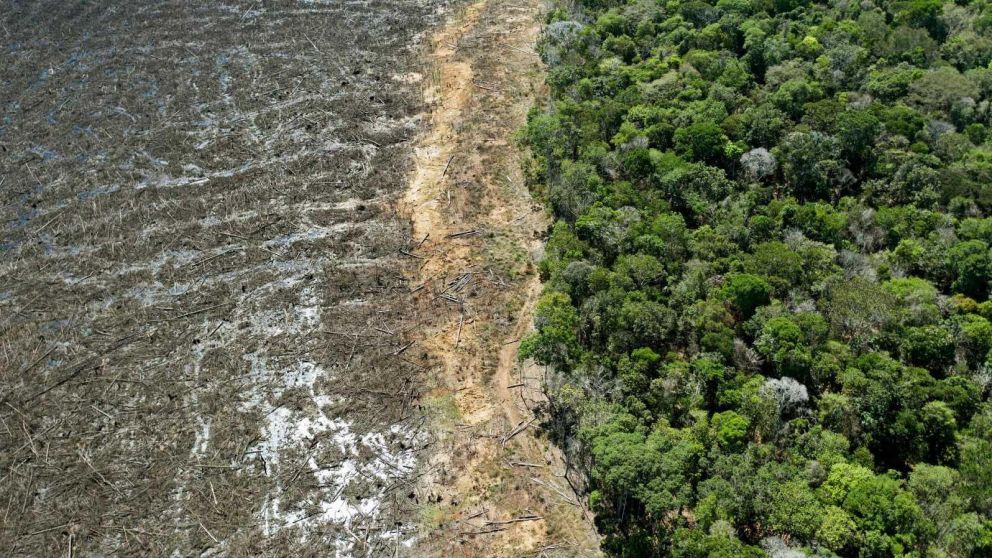 La Amazonia alcanzó su peor nivel de deforestación en diez años