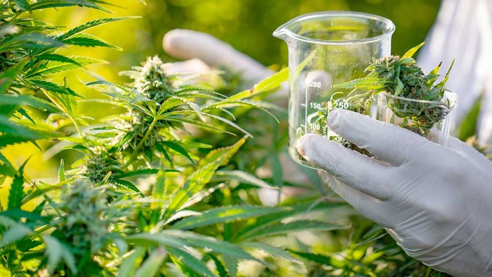 Chubut presentó un proyecto para la producción de cannabis
