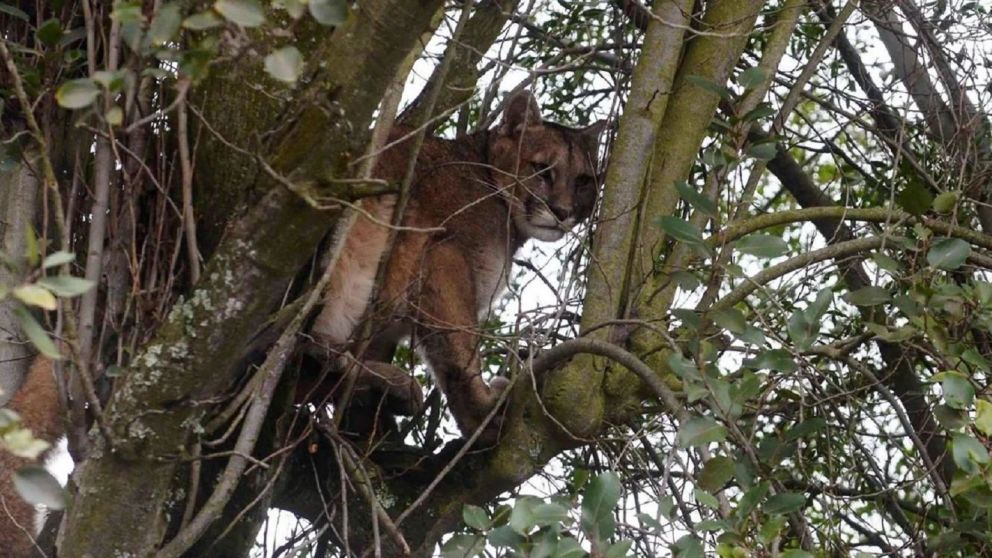Un puma fue grabado en el centro de Bariloche