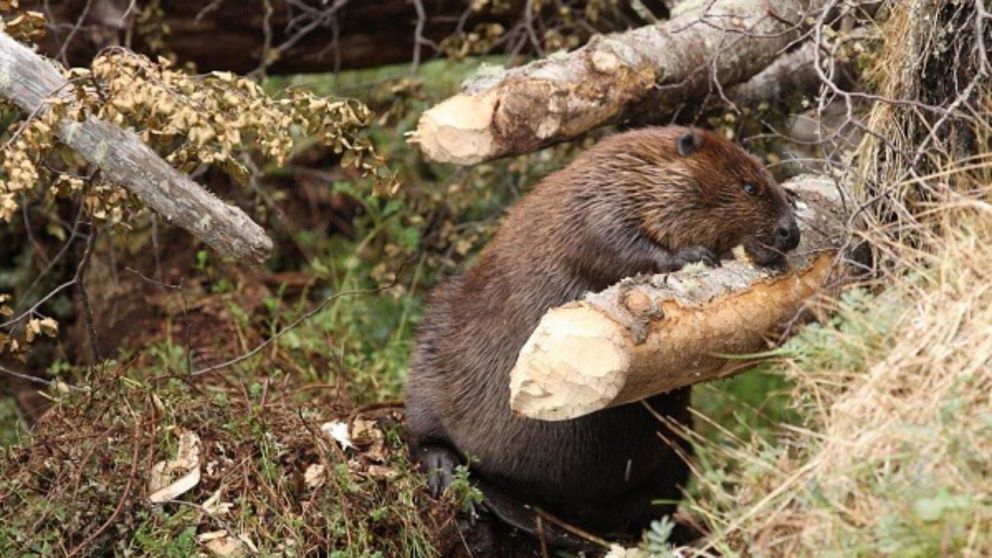 Los castores infectados mostraron síntomas de tos, secreción nasal y ojos pegajosos