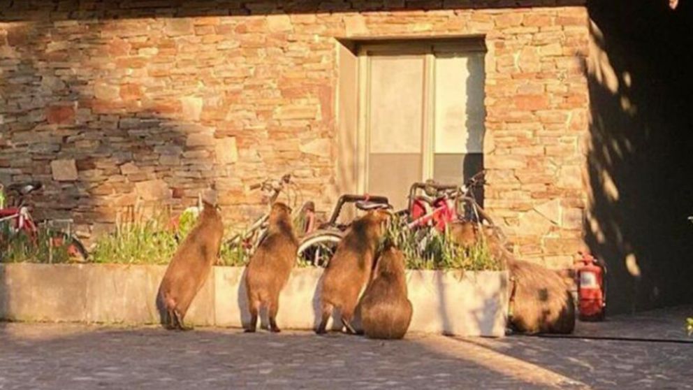 Las autoridades recomiendan no acercarse a los carpinchos y llamar a zoonosis, pero aseguran que no son peligrosos