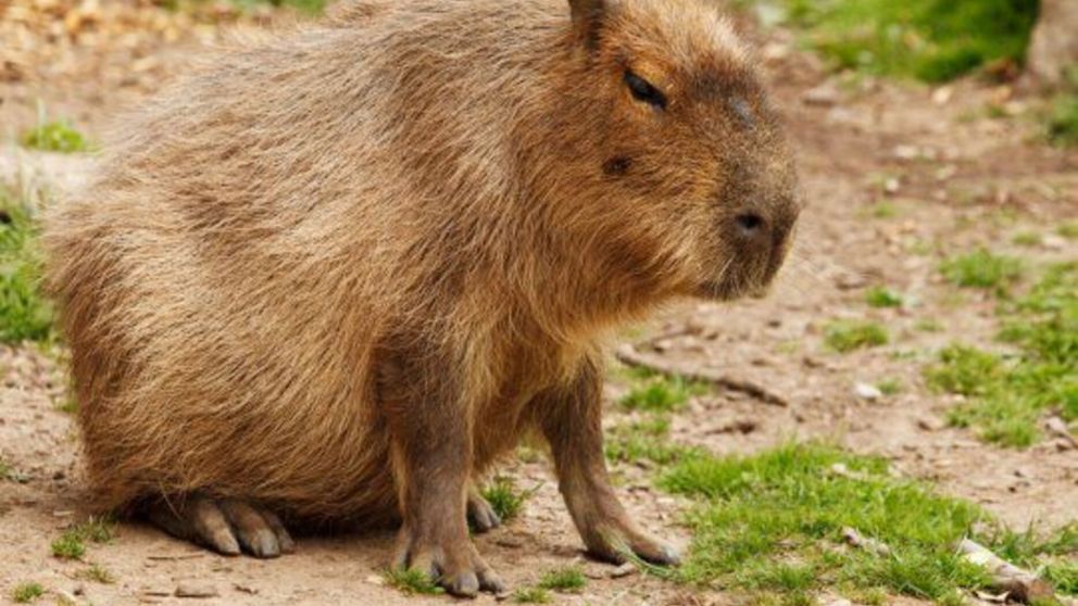 Carpinchos en Nordelta