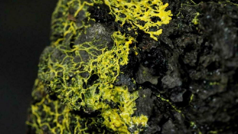 El blob tiene más de 720 sexos y se reproduce sin dividir su única célula