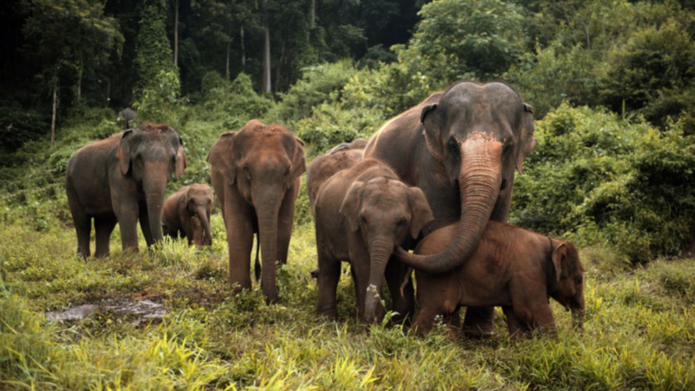 Elefantes en China: volvieron a su hábitat después de un largo viaje