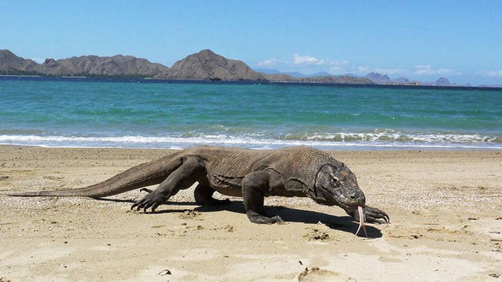 Los "dragones komodo" son una especie protegida por organismos internacionales