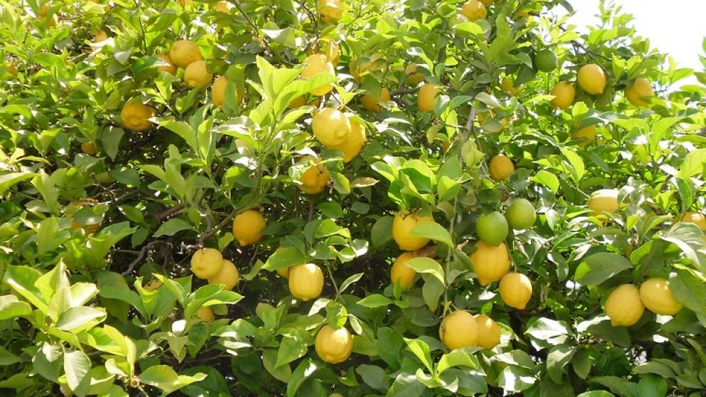 Fijan nuevos valores de referencia para la exportación de un producto estrella de Argentina