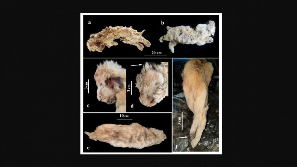 El origen de "Esparta" se remonta a hace unos 28.000 años