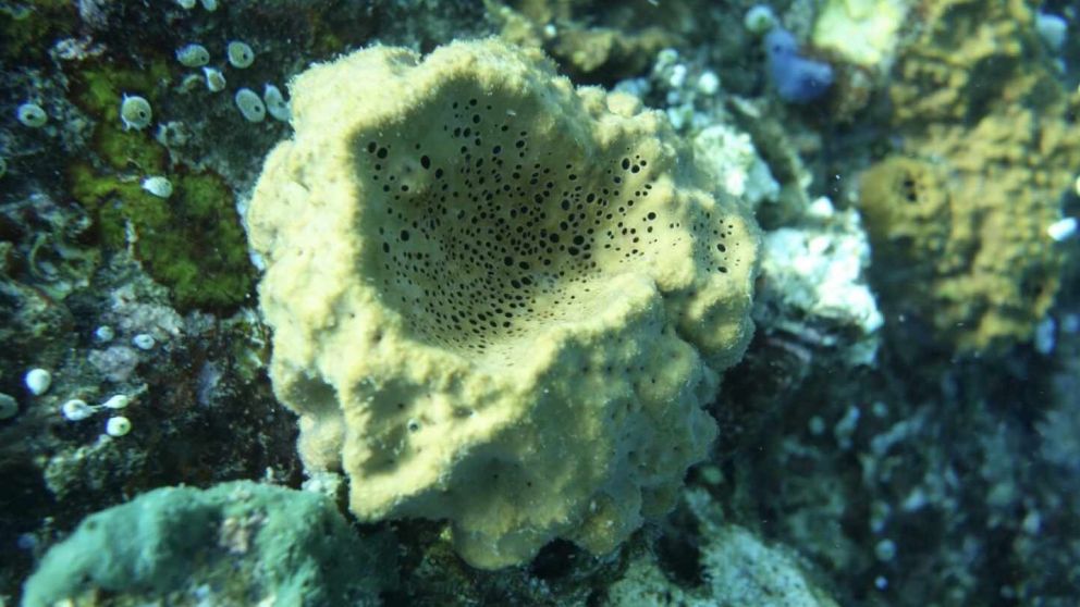 El ser animal más antiguo en aparecer en la Tierra sería una esponja de mar