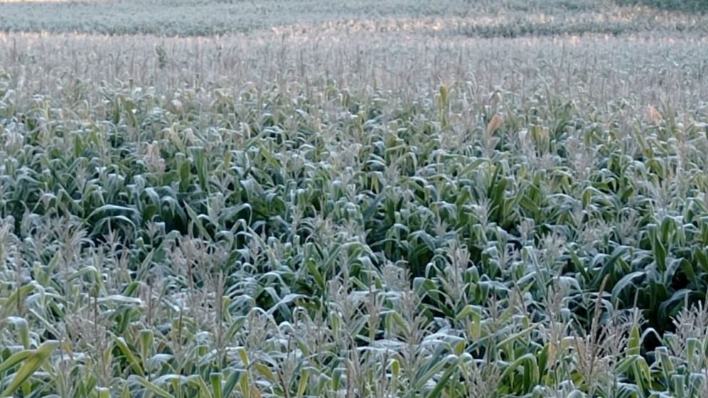 La cosecha de café será la más baja en mucho tiempo