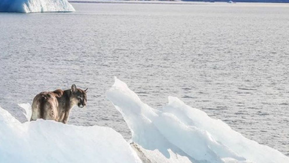 Puma adulto posado sobre un desprendimiento del glaciar en el Lago Argentino