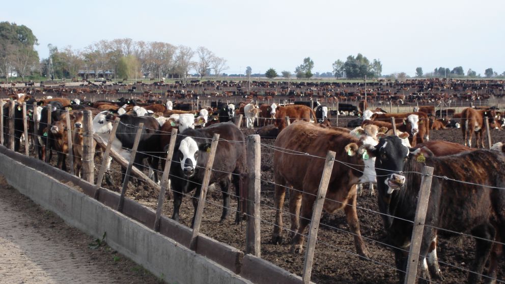 En junio, el encierre fue de 63,5%