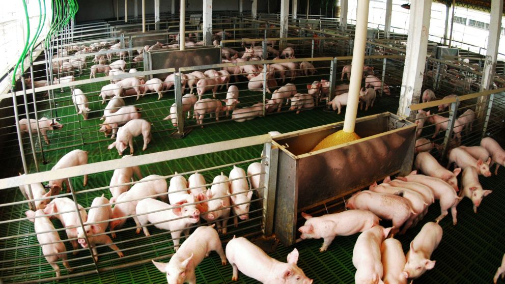 Buscan que el consumo llegue a 26 kilos anuales por habitante