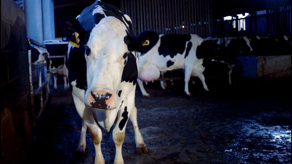 Cow, el documental que hizo vomitar a la audiencia