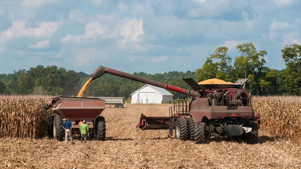 El USDA recort� las existencias de ma�z en Estados Unidos