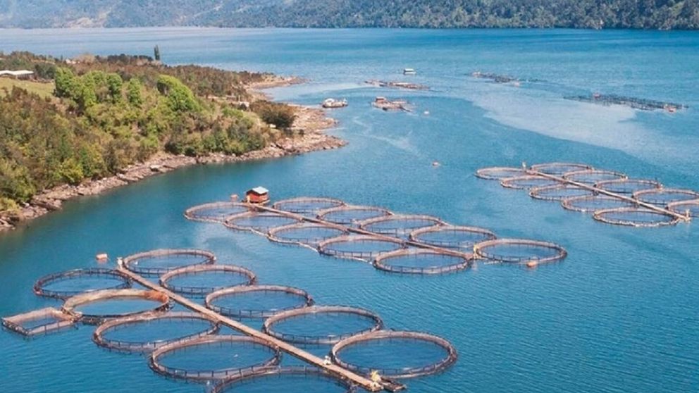 Pesca y cría de salmones en el sur argentino