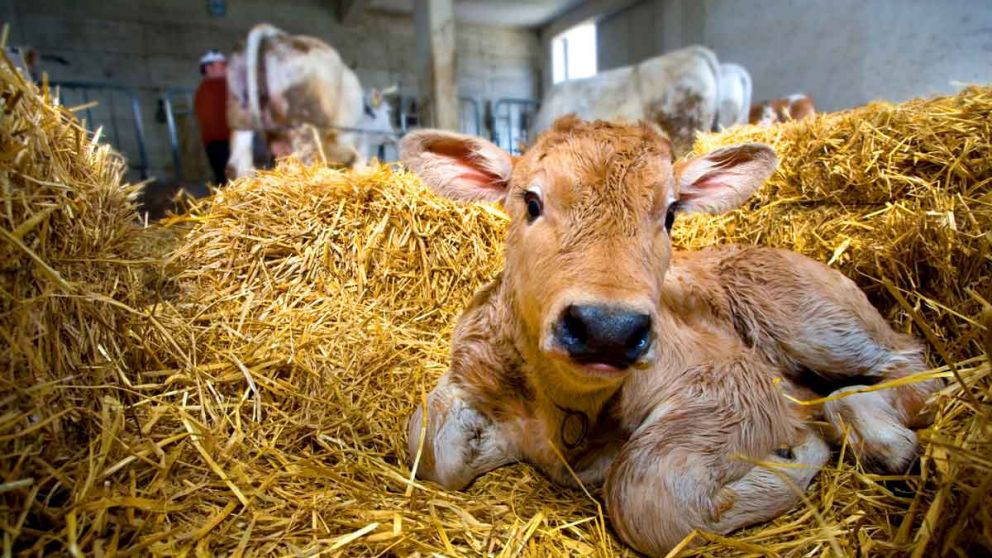 En Tailandia sortean vacas de un año entre los vacunados