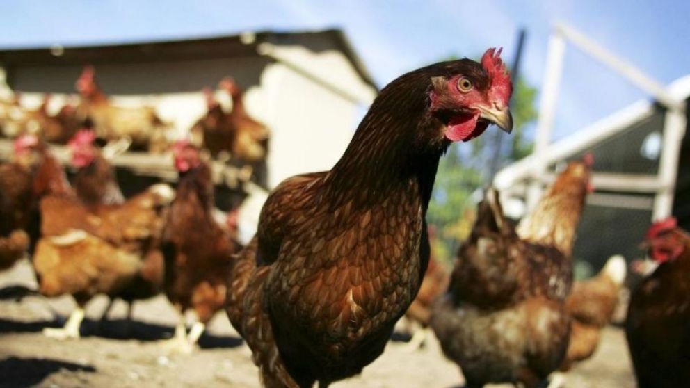 Las gallinas ponedoras en general viven enjauladas, lo que les genera problemas de salud
