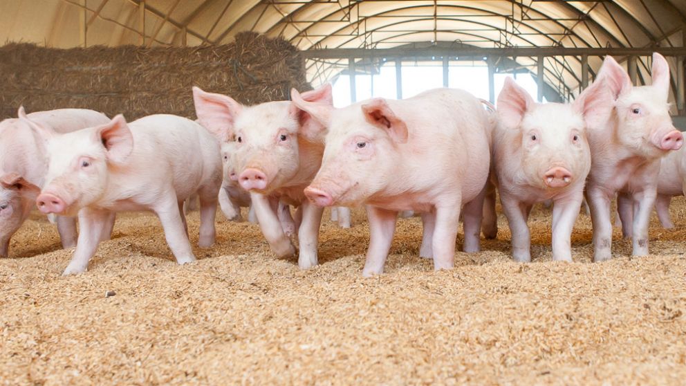 Rivalea tiene una facturaci�n anual de aproximadamente 310 millones de d�lares