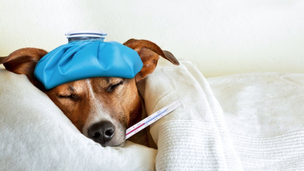 Enfermedad en perros