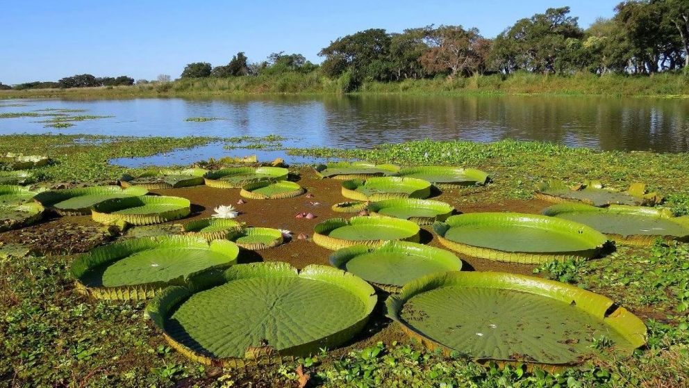 Los humedales son fundamentales para una buena calidad del aire y reserva de agua dulce