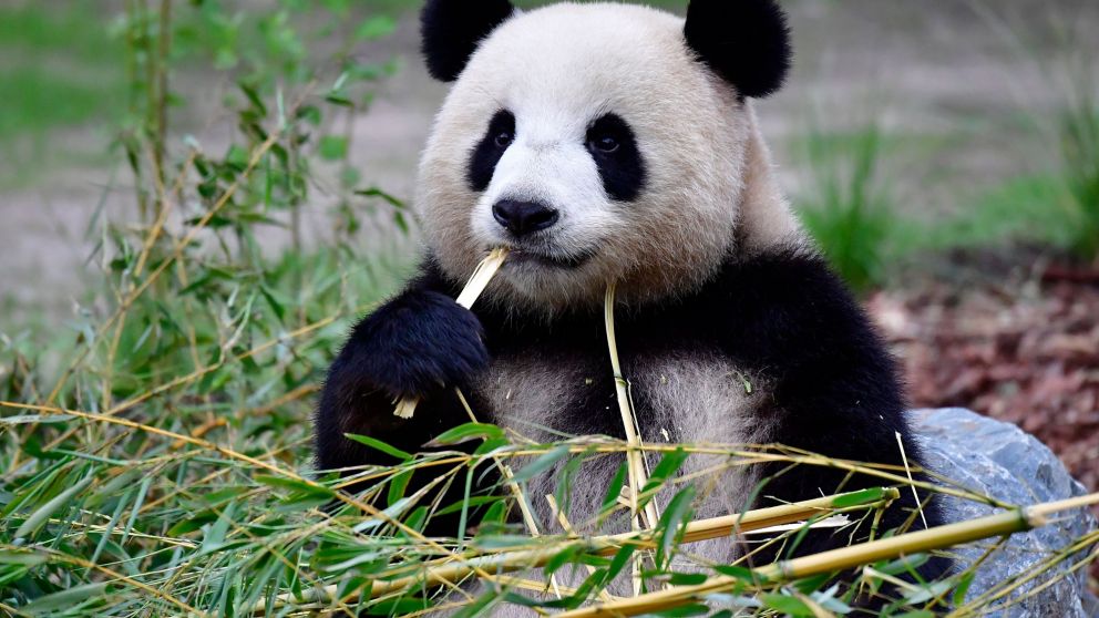 La panda Shin Shin estaría embarazada tras haberse apareado con el macho Ri Ri a principios de marzo