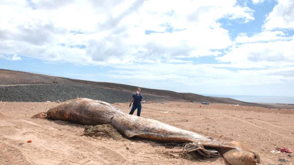 En la actualidad, el ambar gris, se utiliza como fijador en perfumería