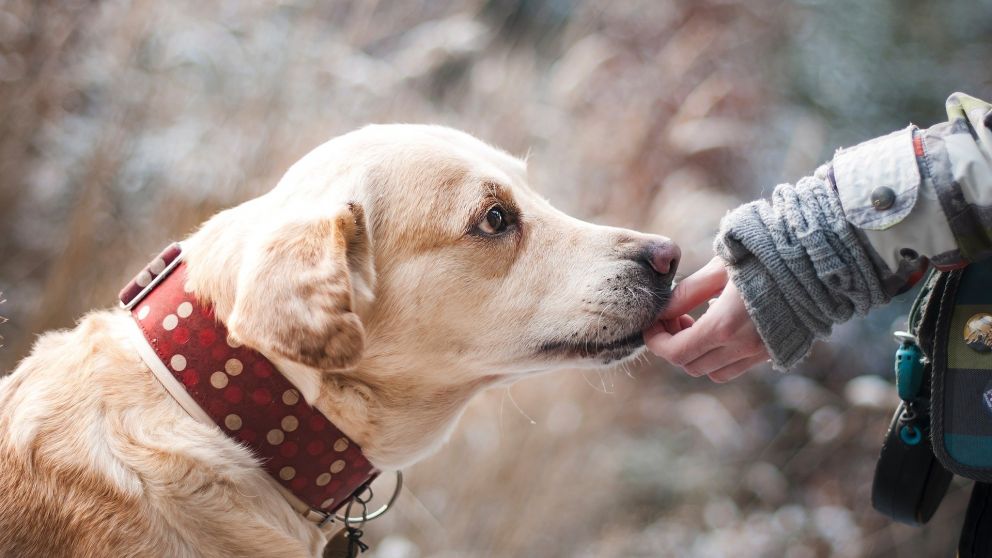 Amigo fiel: las adopciones de perros se triplicaron durante la pandemia
