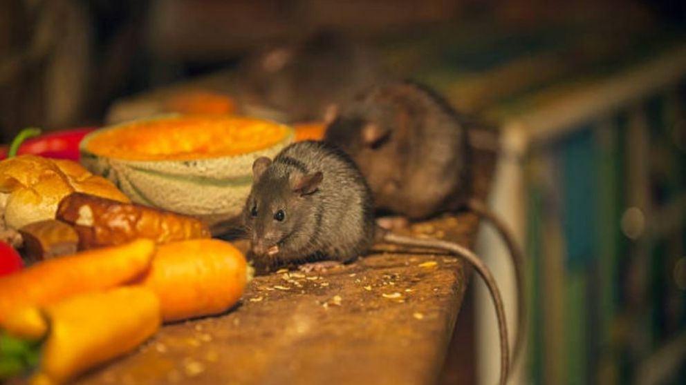 Millones de ratones se activan después del atardecer